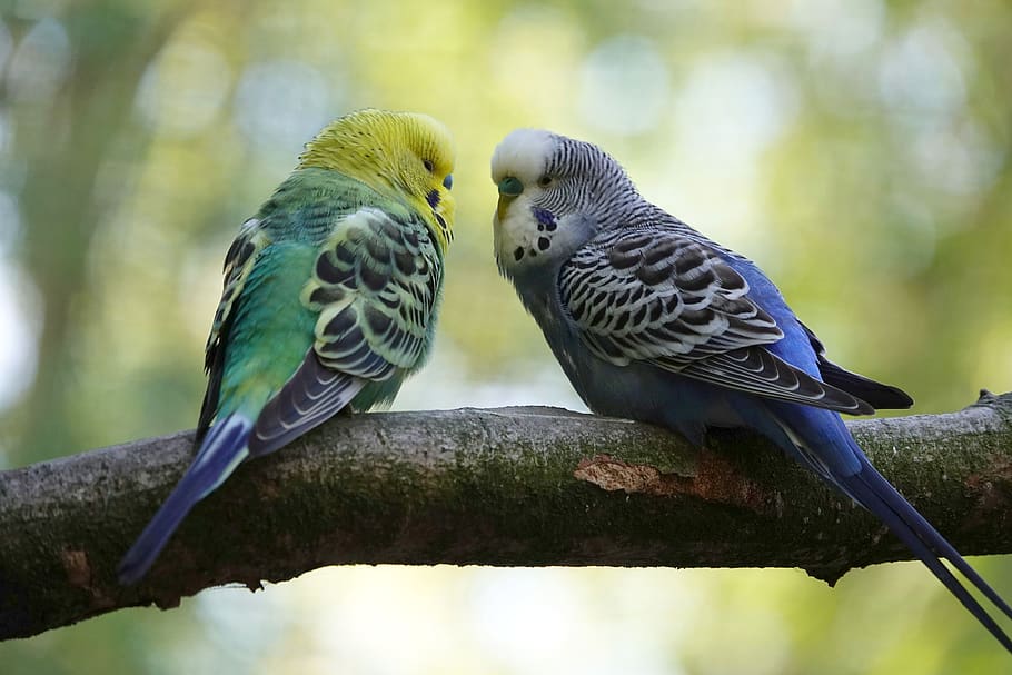 Two companion birds perched in a bright indoor aviary