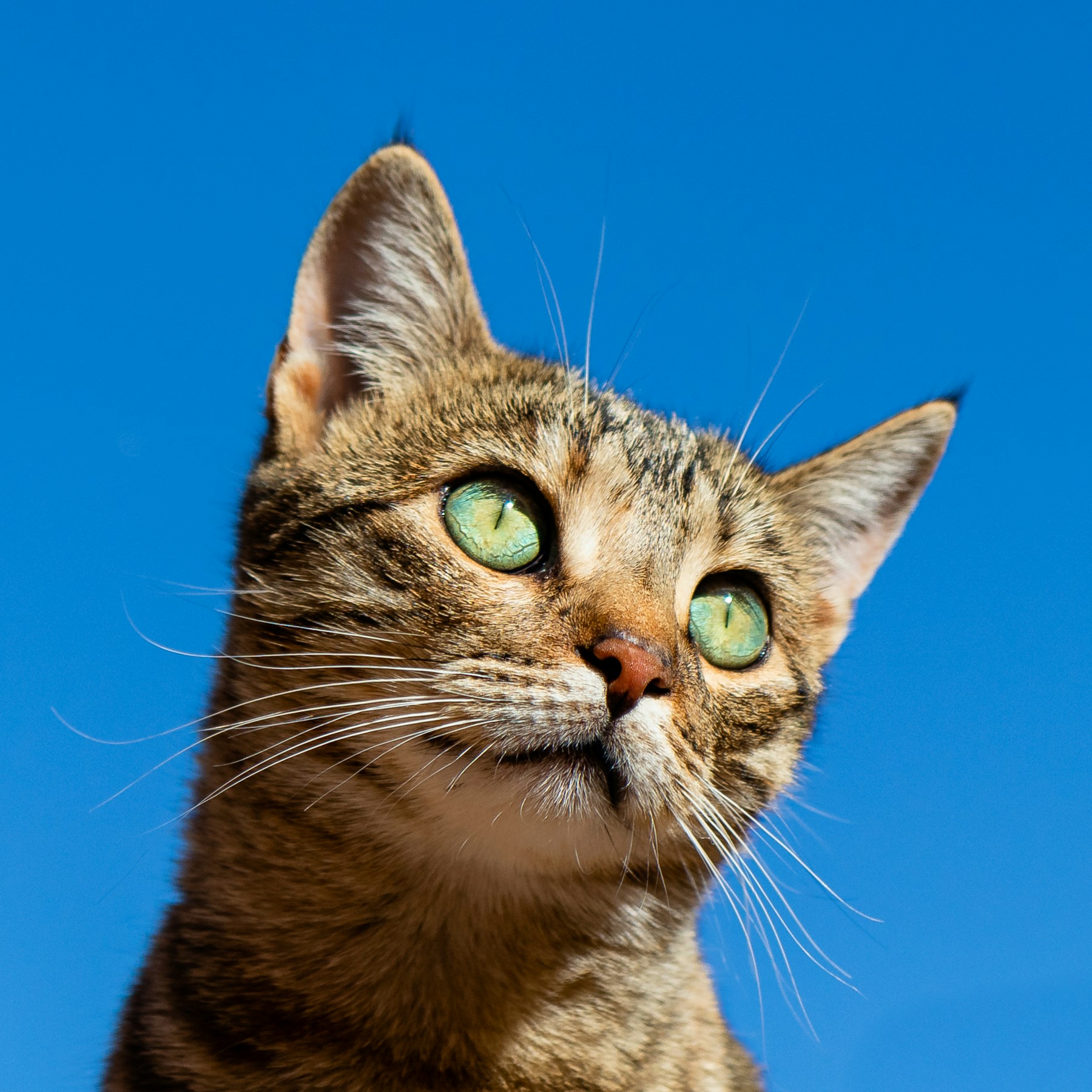 Un chat tigré se repose à l’intérieur