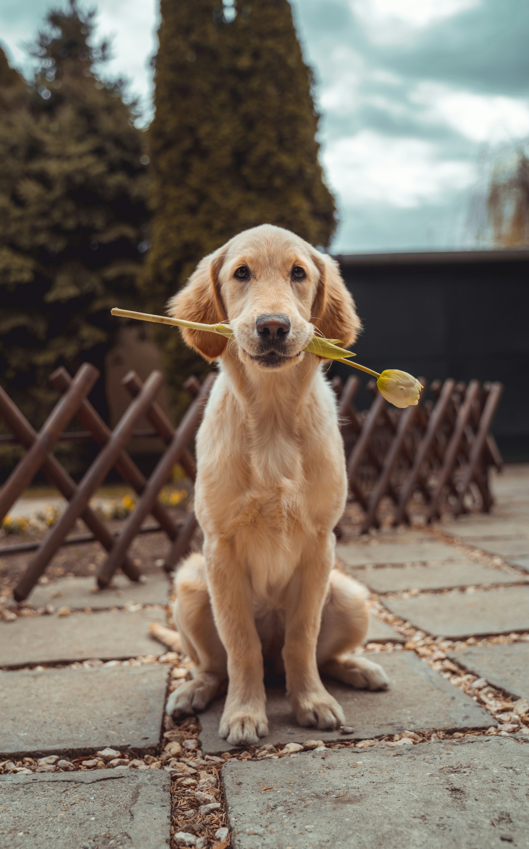 Un perro de compañía