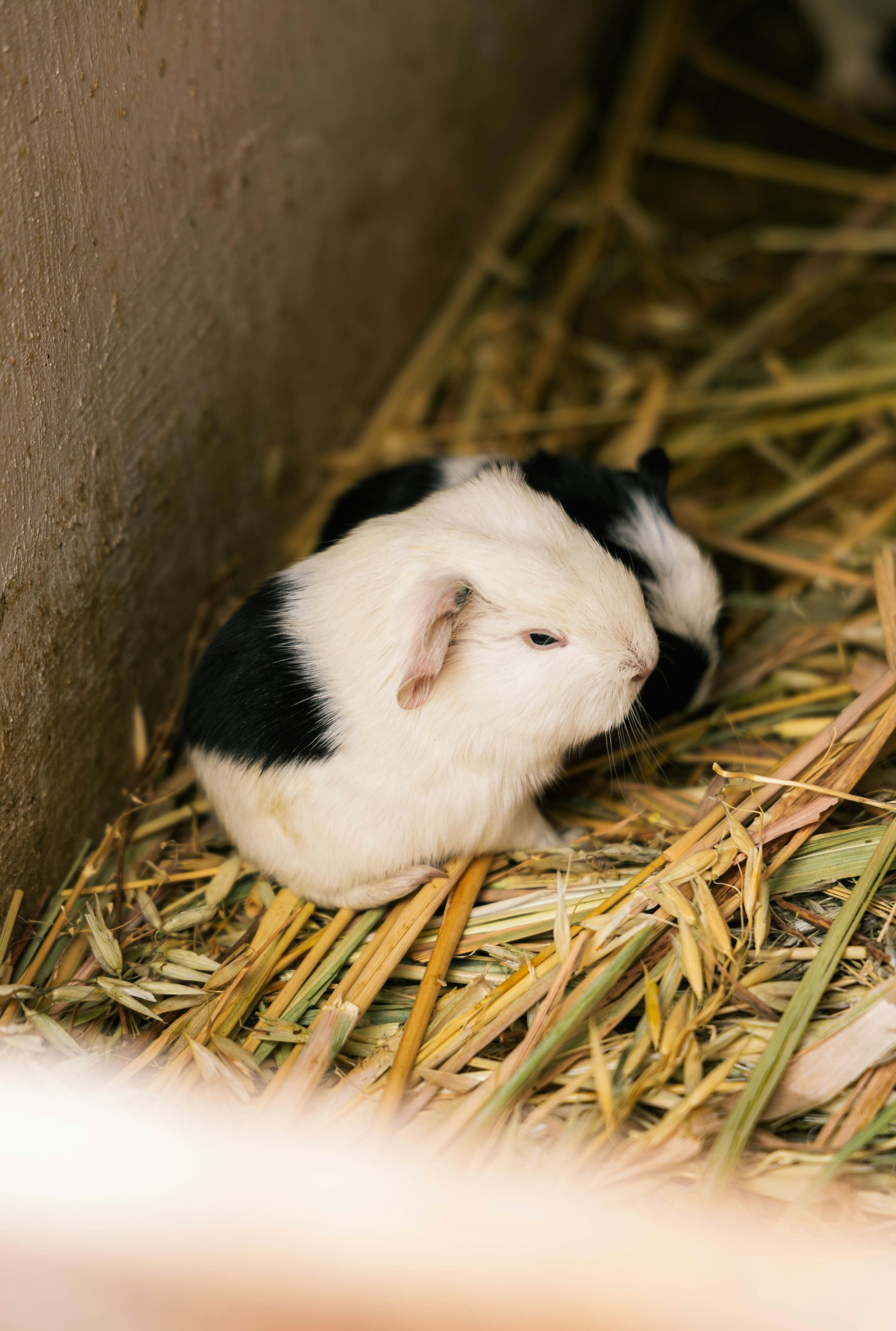 Zwei Meerschweinchen im Heu