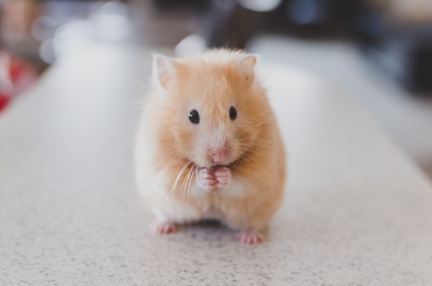A pet hamster eating from a small dish